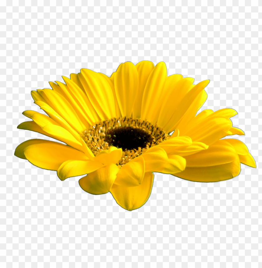 yellow flower crown transparent, flower,transparent,yellow,flowercrown,transpar,crown