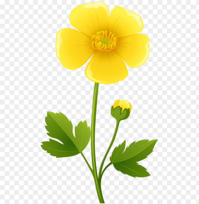 yellow flower transparent