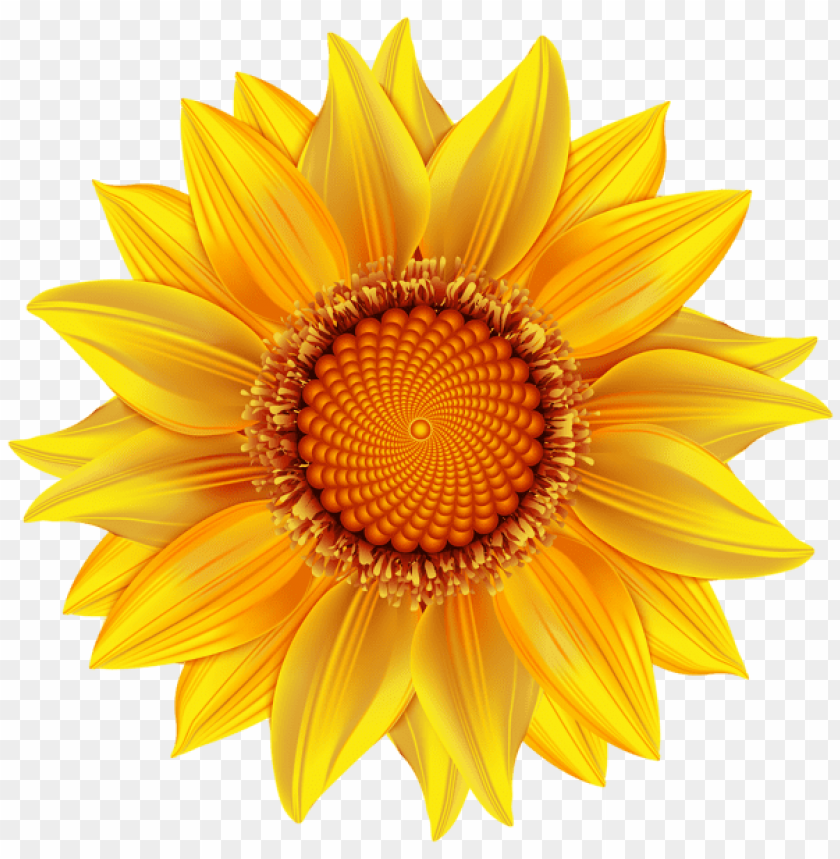 sunflower, yellow petals, flower, botanical, nature, garden plant, bright colors