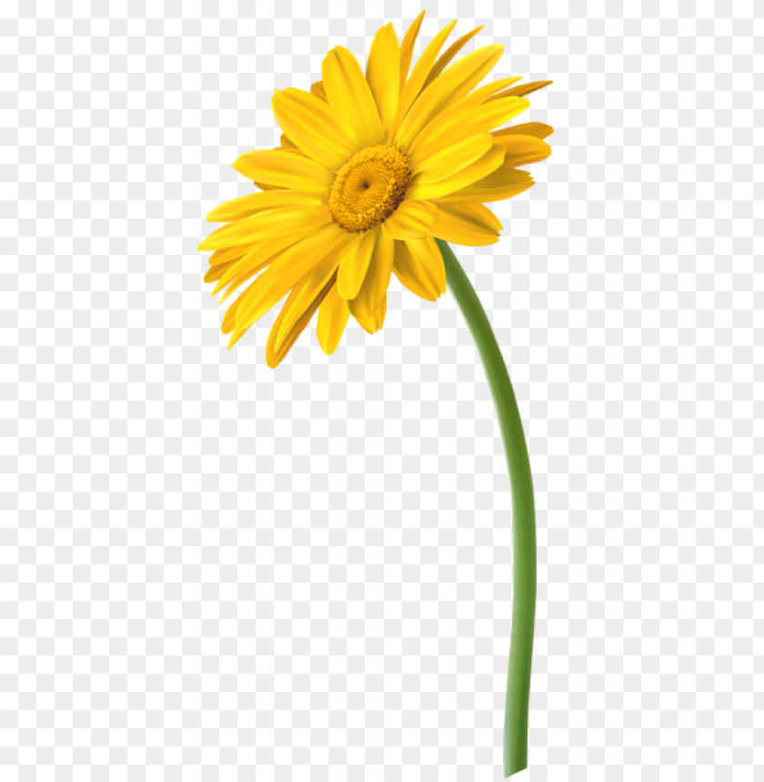 yellow gerbera flower