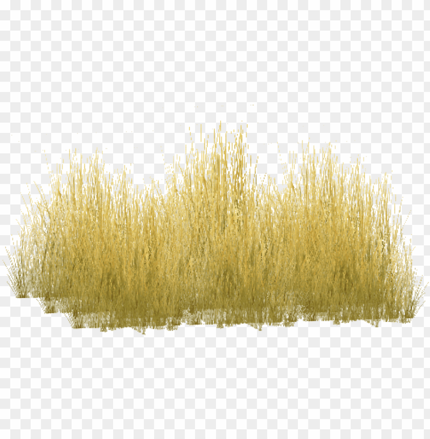 tall grass, green grass, grass hill, ornamental grass, grass vector, grass border