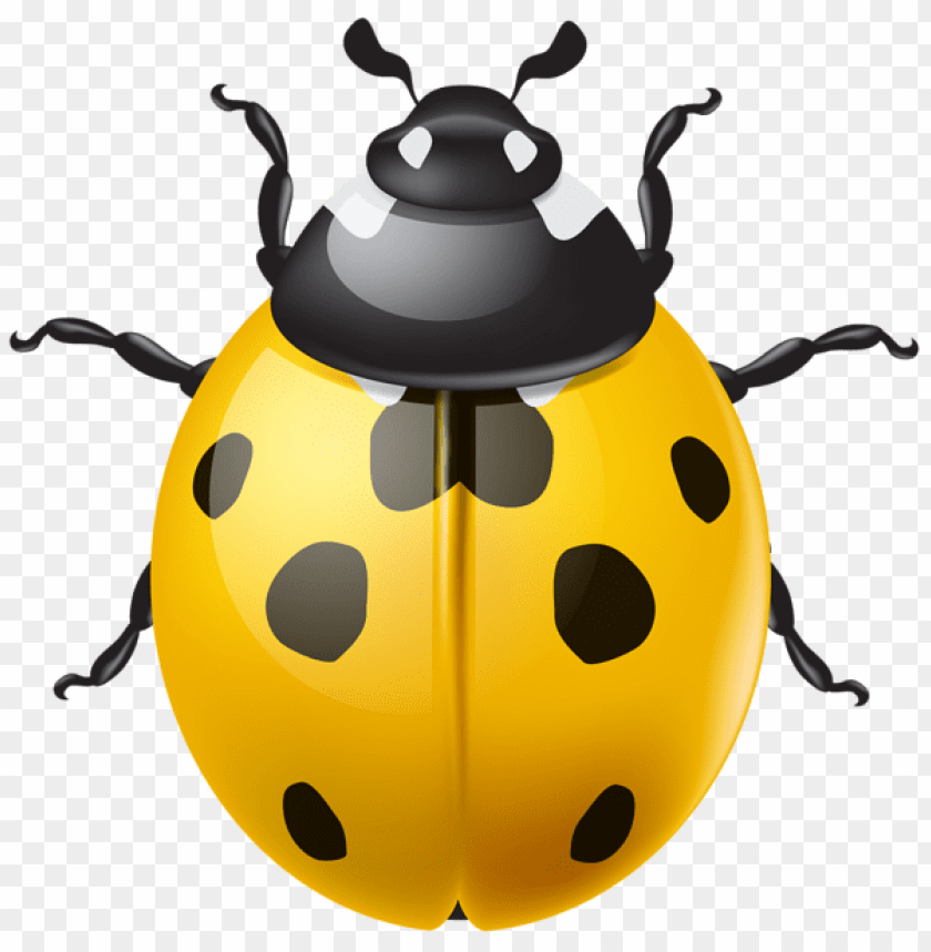 spring png, ladybug png