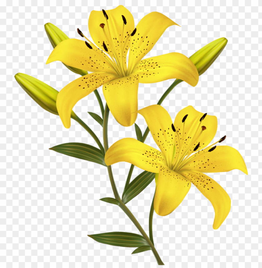 yellow lilies