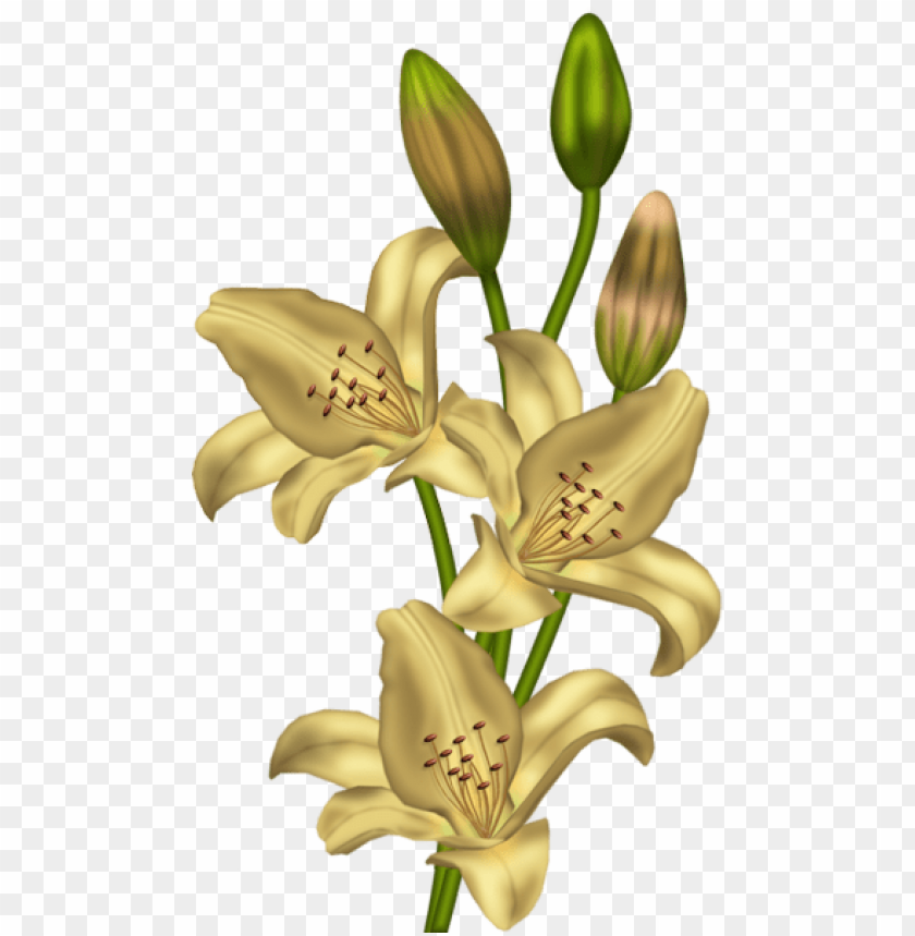 yellow lilium