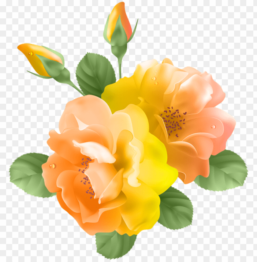 yellow orange rose