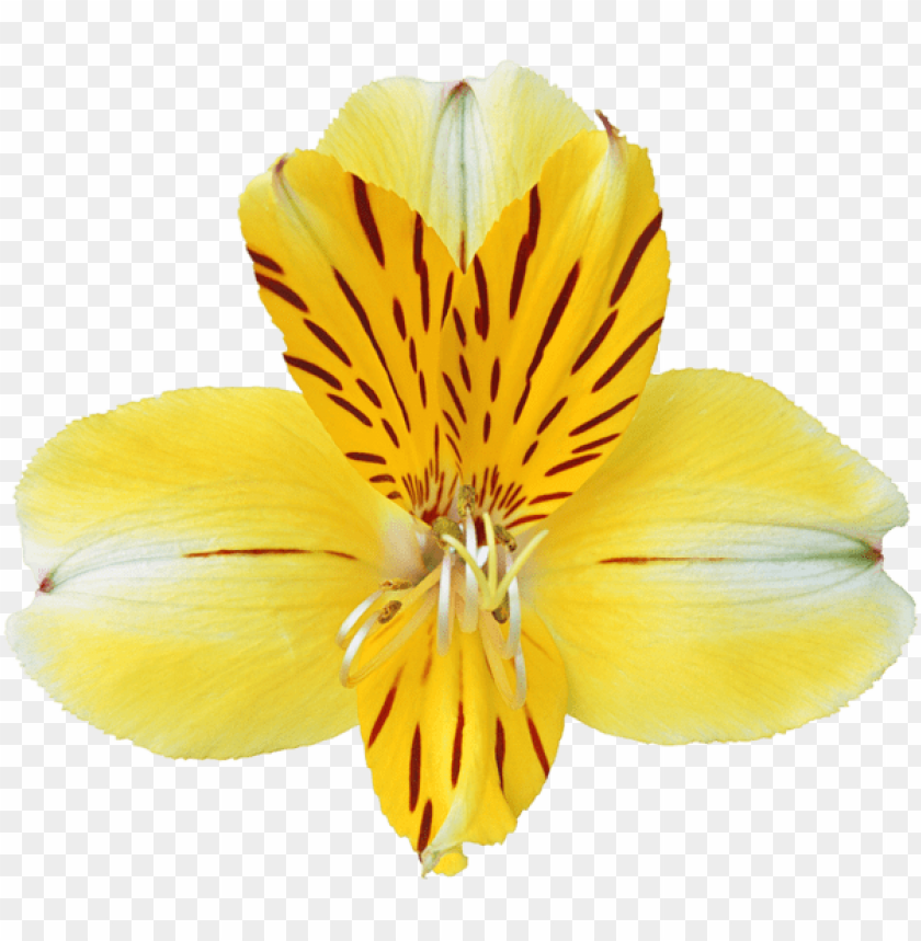 yellow orchid