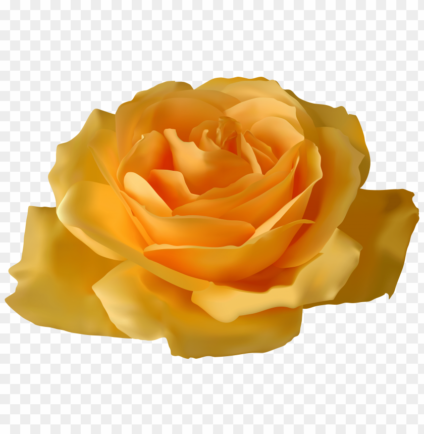 rose, yellow