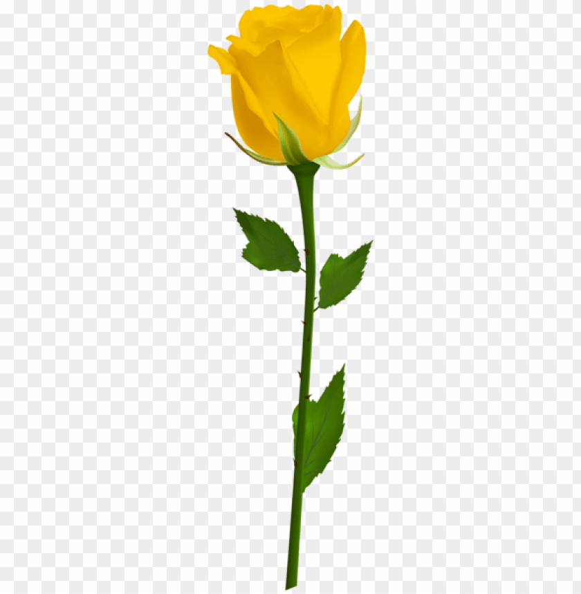 yellow rose, flower, bloom, nature, plant, green leaves, botanical