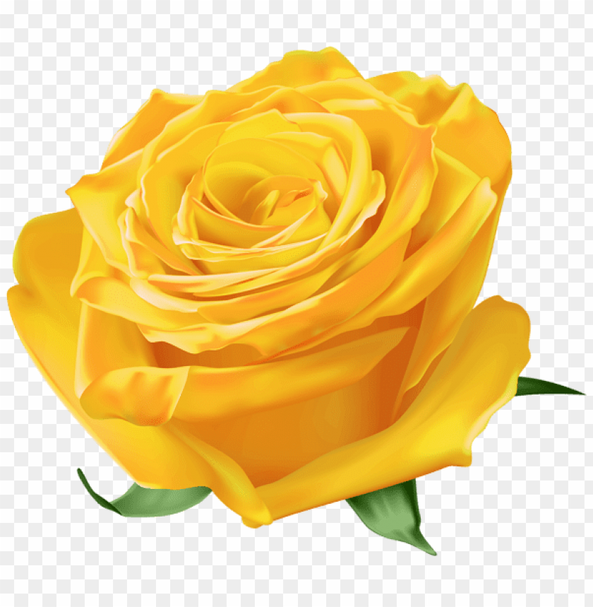 yellow rose