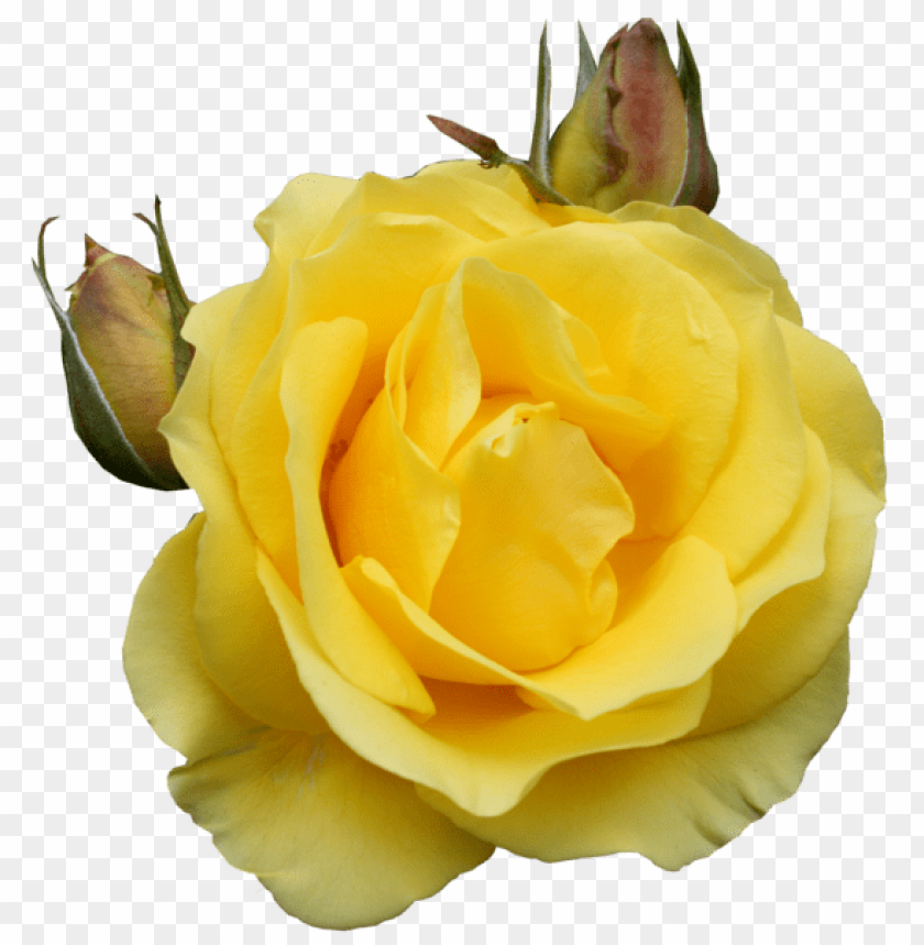 yellow rose