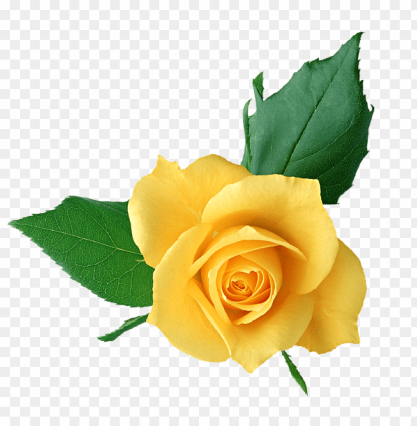 yellow rose