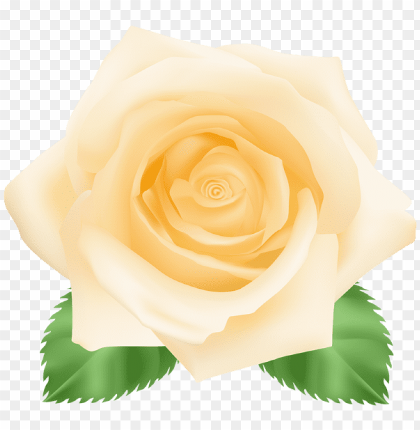 yellow rose