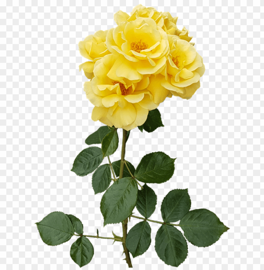 yellow rose