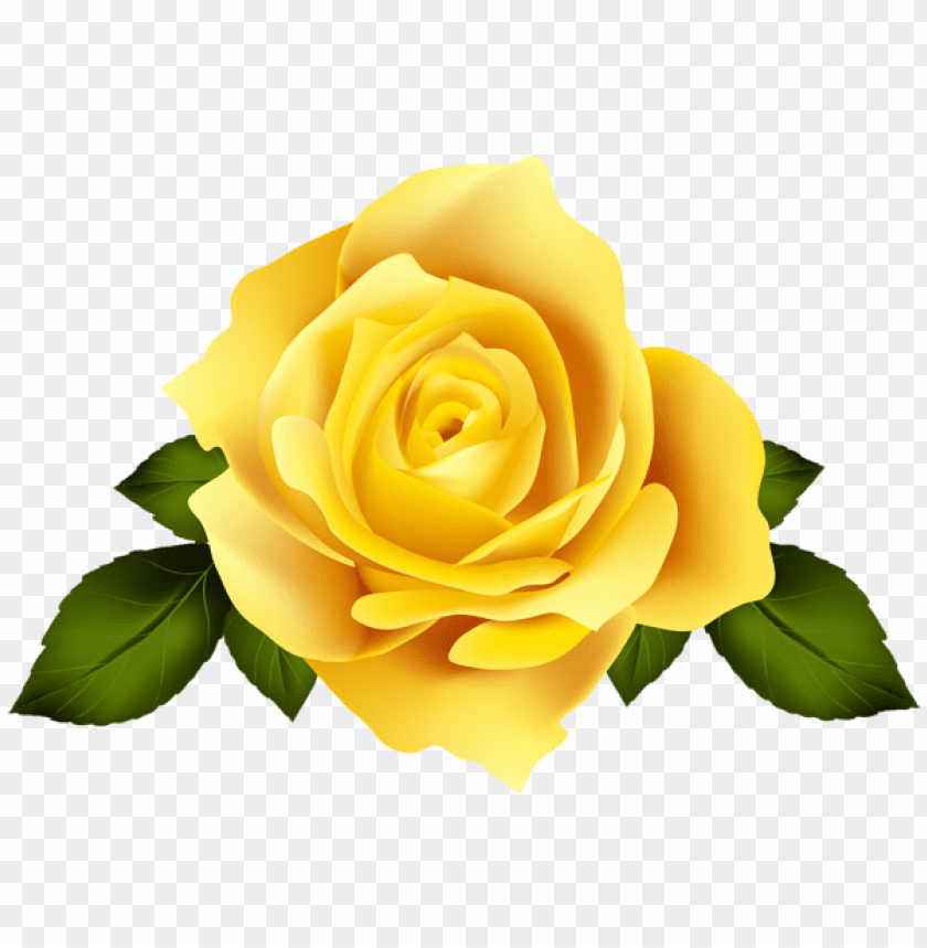 yellow rose flower