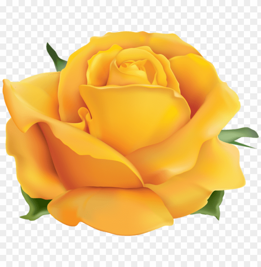 yellow rose png