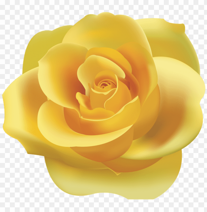 yellow rose png