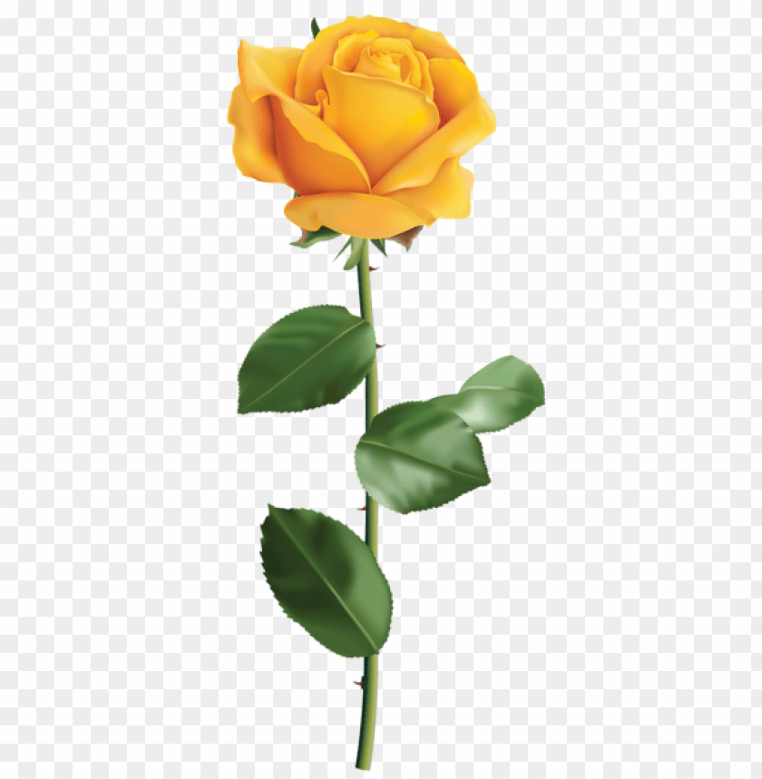 yellow rose transparent