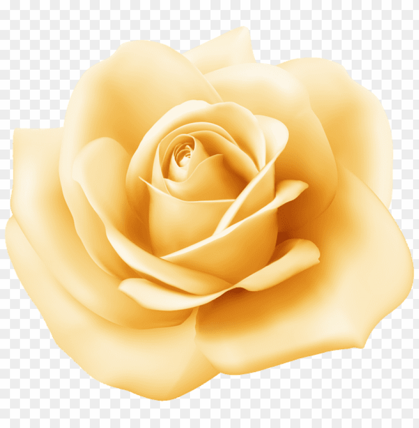 yellow rose transparent