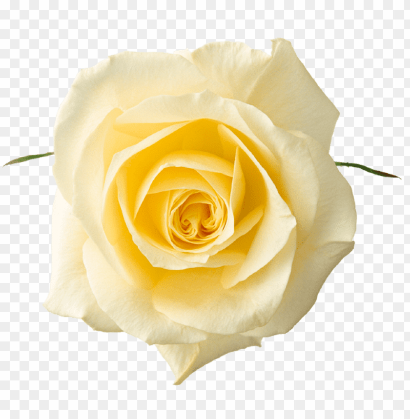 yellow rosepicture