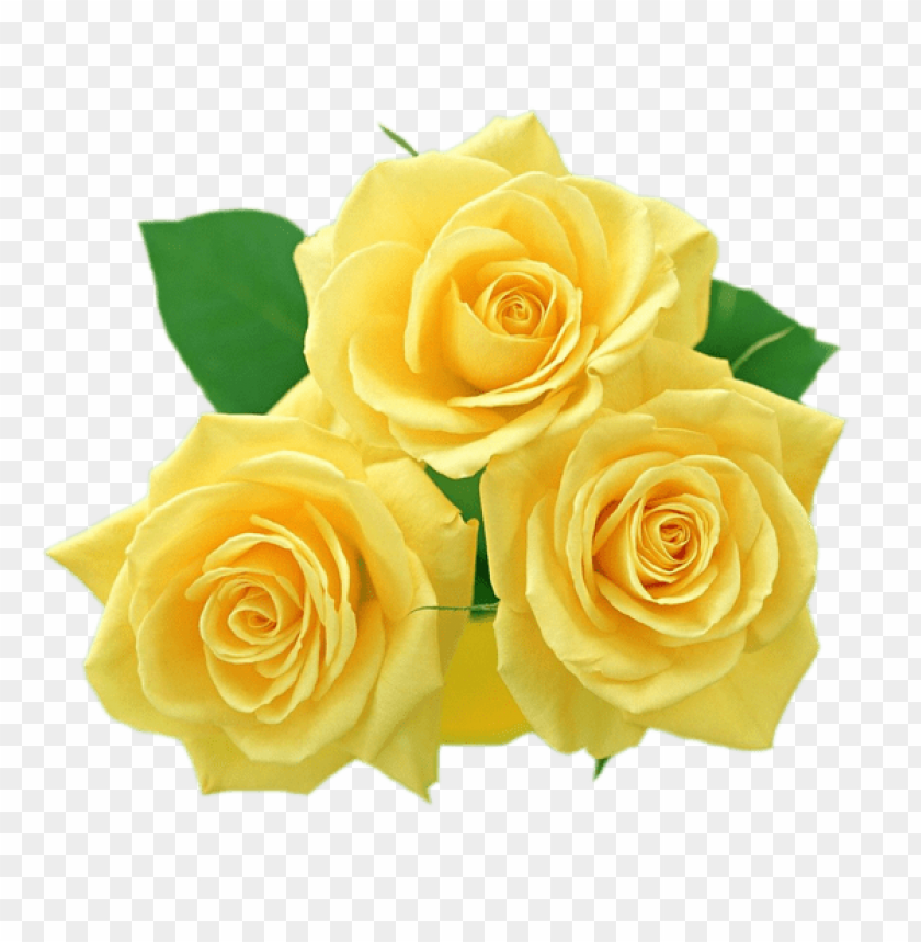 yellow roses