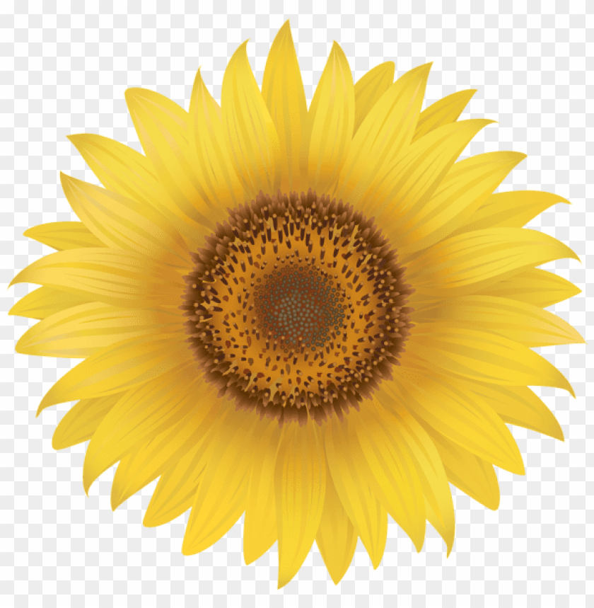 yellow sunflower