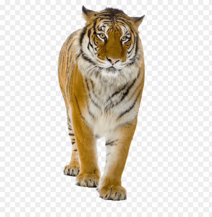 
tiger
, 
animal
, 
walking
, 
king of the jungle
, 
dangerous
, 
yellow
