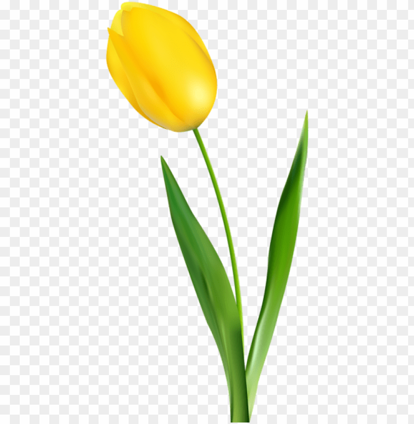 yellow tulip transparent