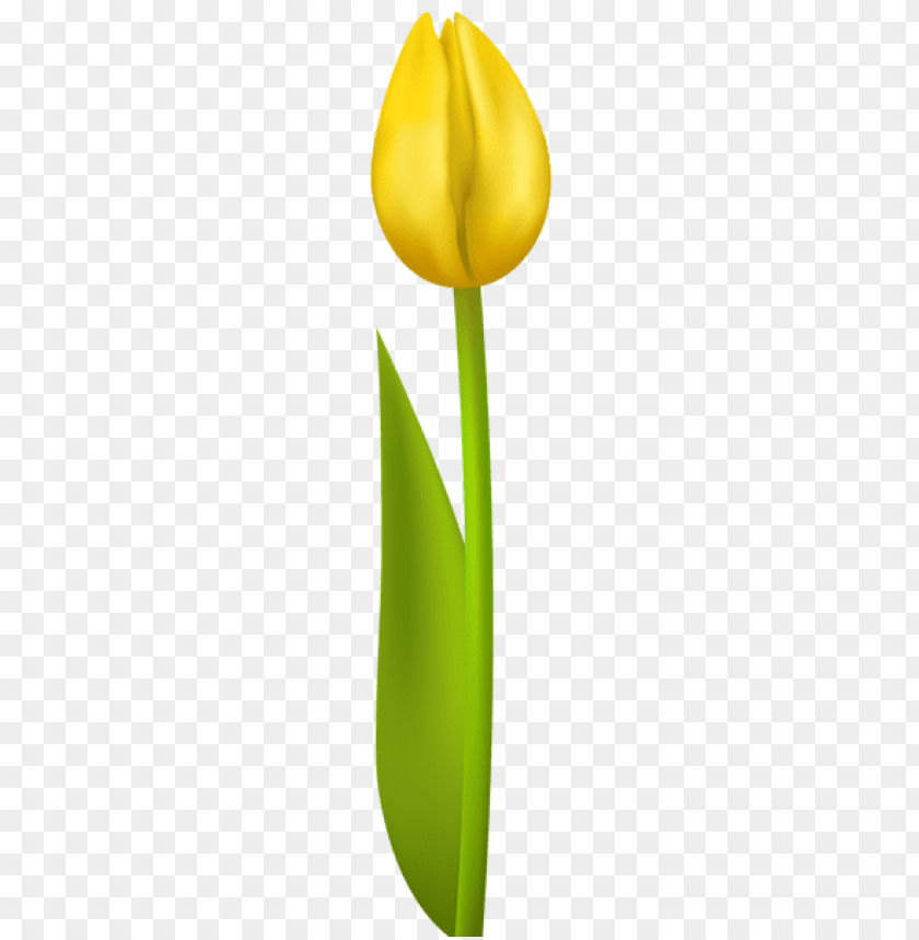 yellow tulip transparent