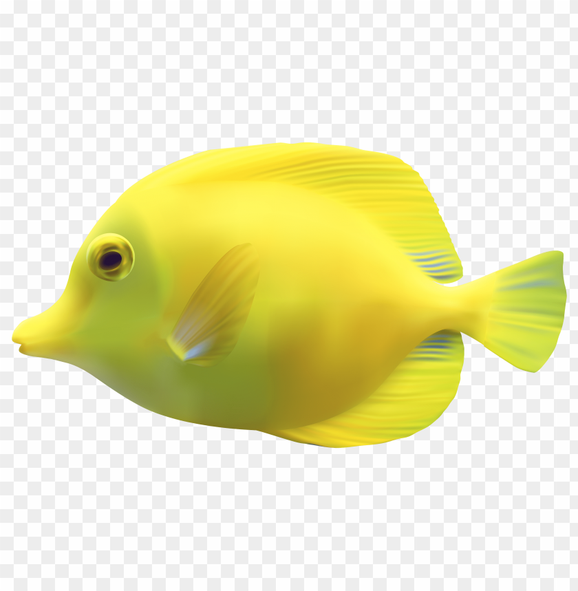 fish, yellow, zebrasomatang