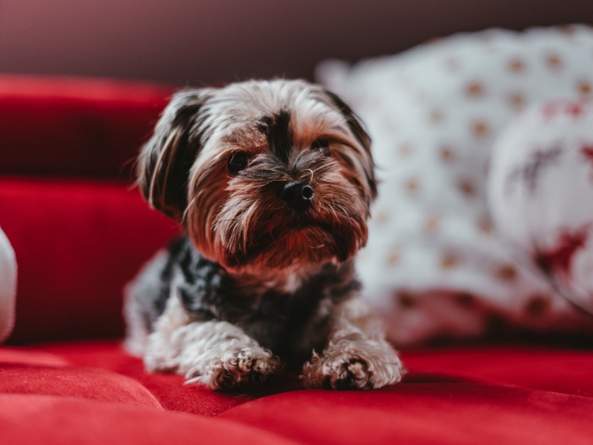 yorkshire terrier, dog, puppy, muzzle