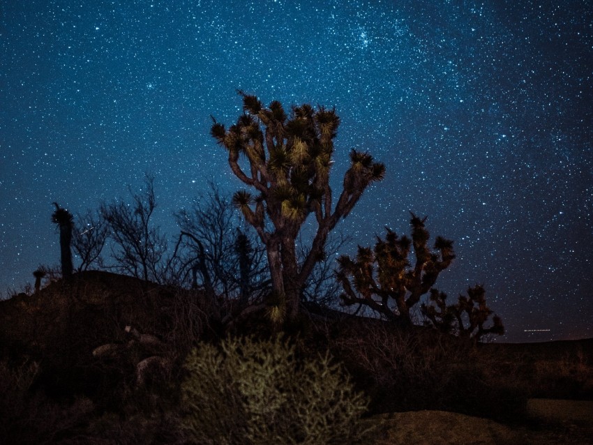 Yucca Starry Sky Night Desert Background