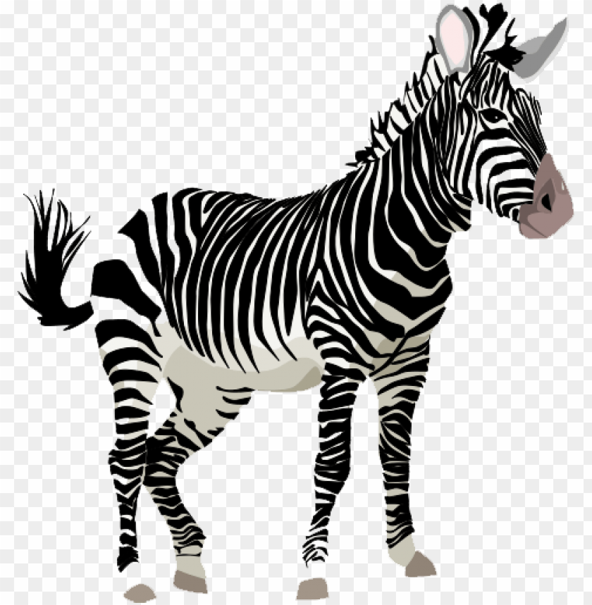 the zoo,zebra, creative zebra, animals,حمار مخطط,حمار وحشى,حديقة الحيوان