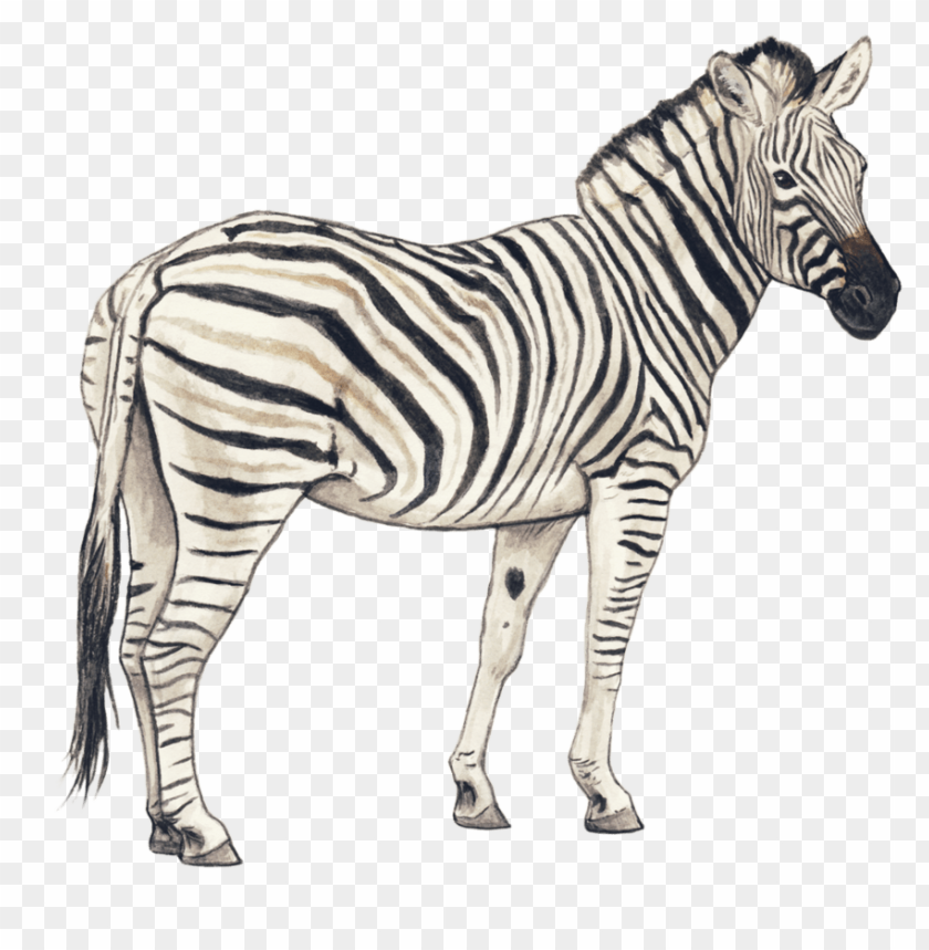 the zoo,zebra, creative zebra, animals,حمار مخطط,حمار وحشى,حديقة الحيوان