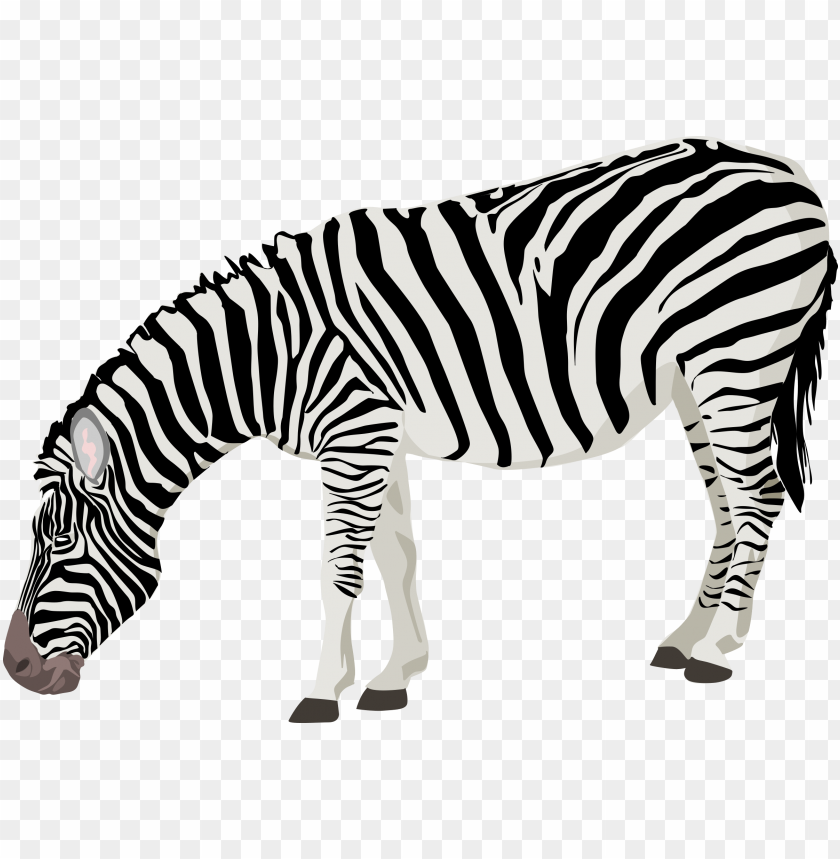 the zoo,zebra, creative zebra, animals,حمار مخطط,حمار وحشى,حديقة الحيوان