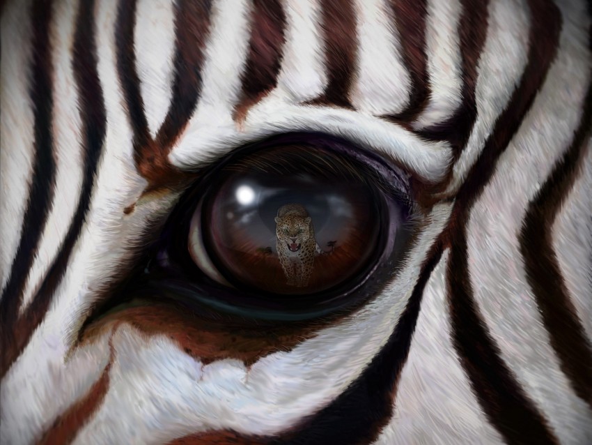 zebra, eye, reflection, leopard, predator