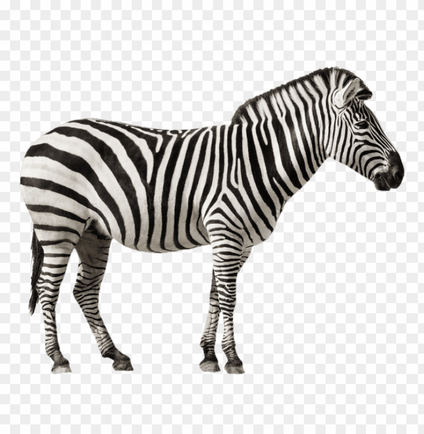 zebra,animals