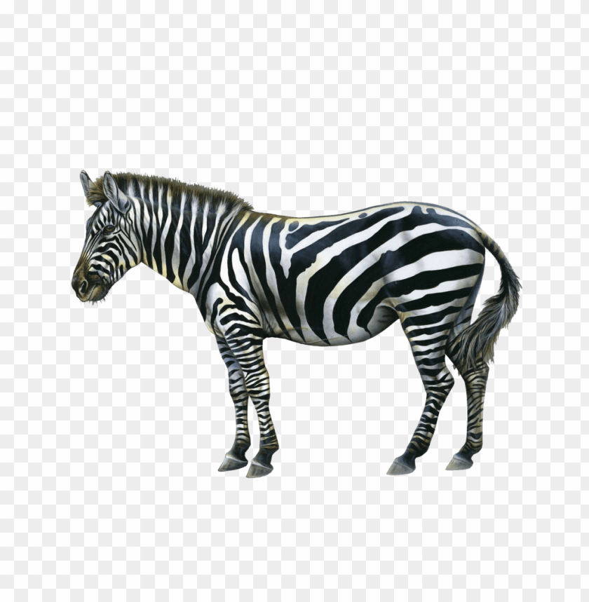 zebra,animals