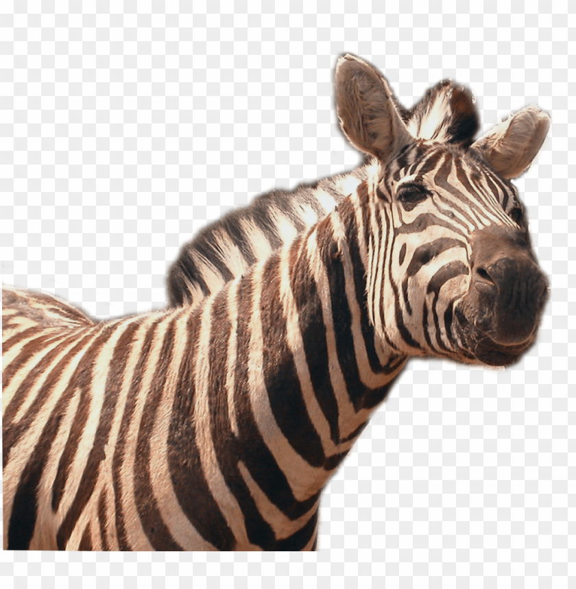 Animals, Wildlife, Zebras, Mammals, Conservation