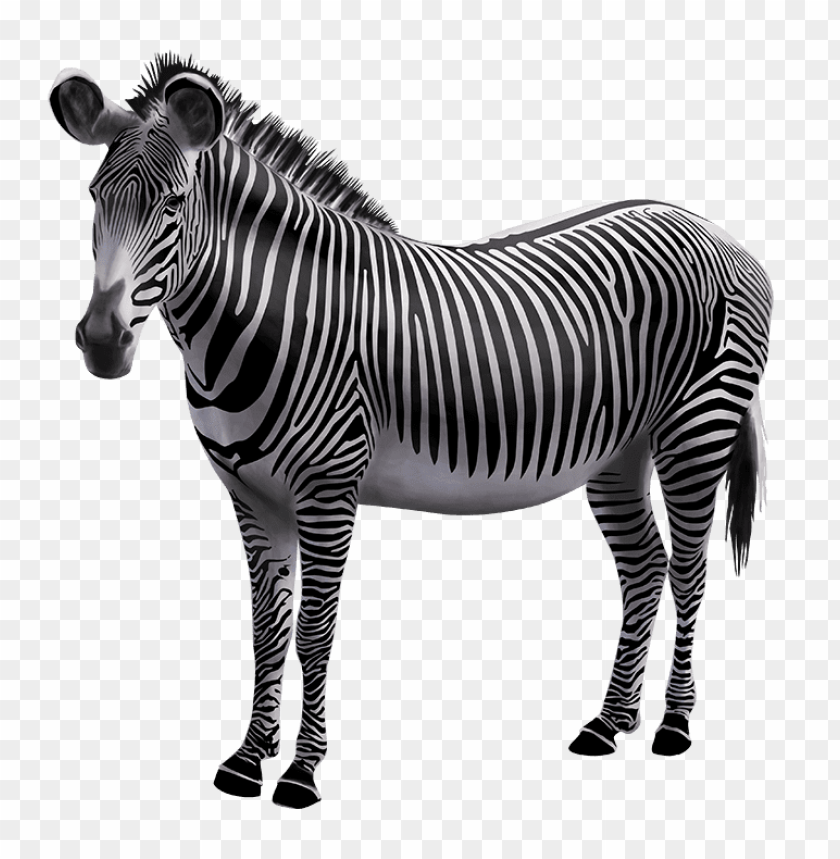 zebra,animals