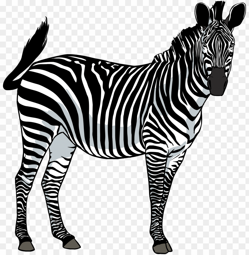 zebra,animals