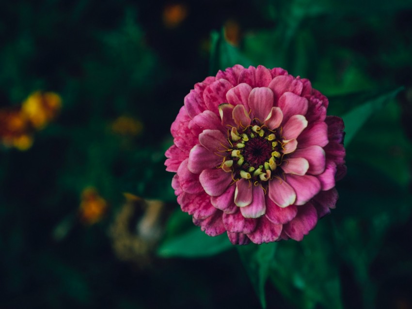 zinnia, flower, pink, plant, decorative