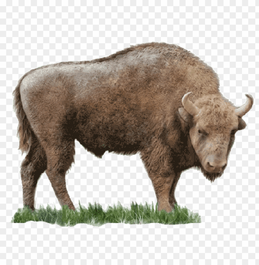 bison, herbivorous animal, grassland wildlife, North American fauna, large mammal, grazing animal, nature illustration